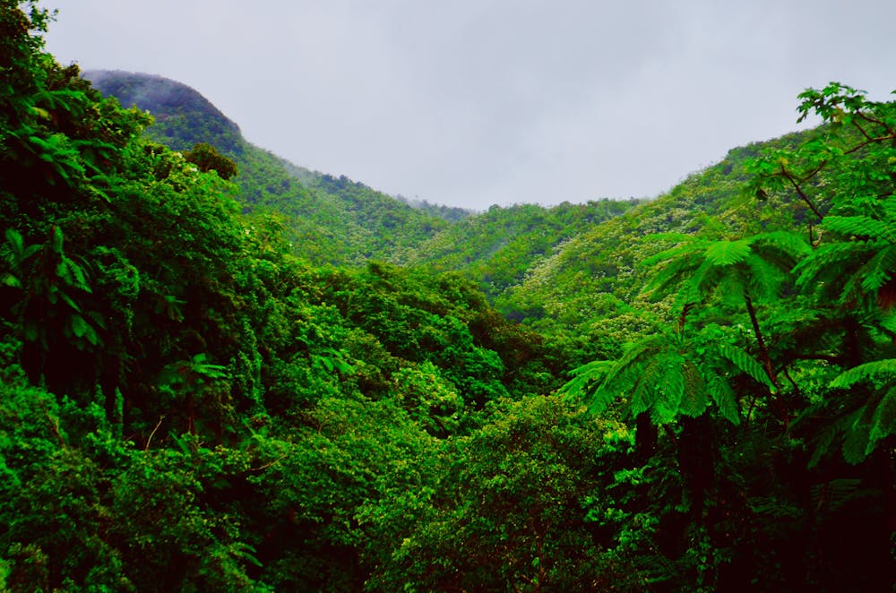 Acai Berries: A Superfood from the Amazon Rainforest