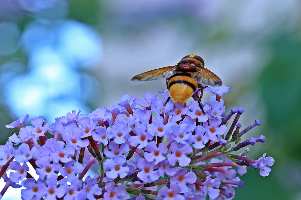 Bee Pollen: Nature’s Multivitamin