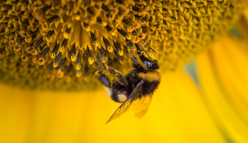 Bee Pollen: Nature's Multivitamin