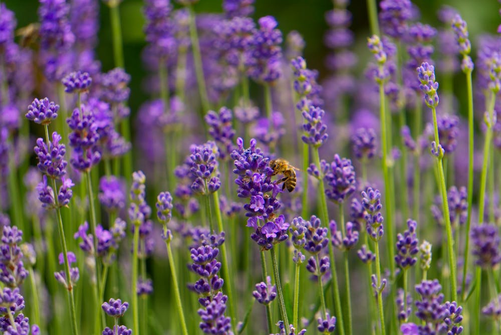 Bee Pollen: Nature's Multivitamin