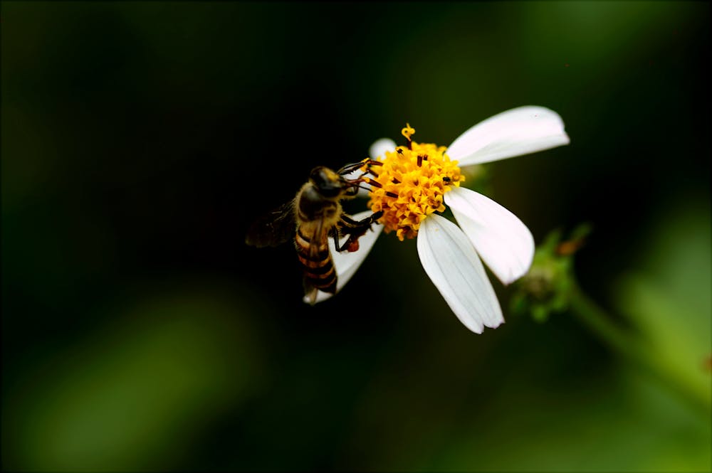 Bee Pollen: Nature's Multivitamin