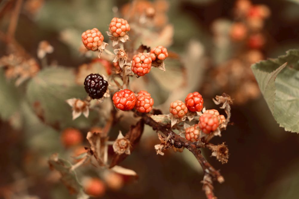 Exploring the Antioxidant-Rich Properties of Berries