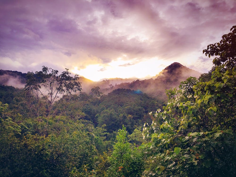 Acai Berries: A Superfood from the Amazon Rainforest