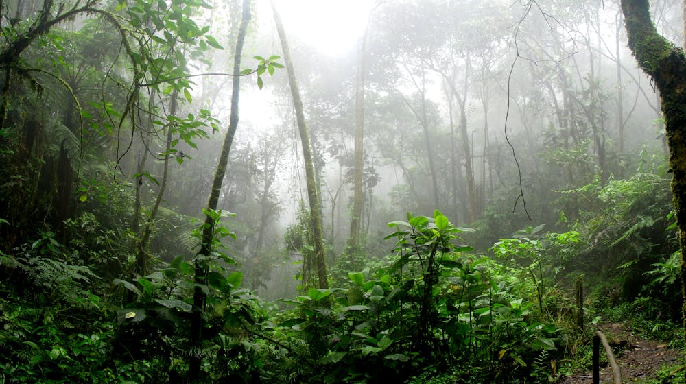 Acai Berries: A Superfood from the Amazon Rainforest