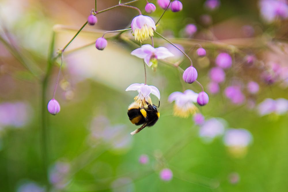 Bee Pollen: Nature's Multivitamin