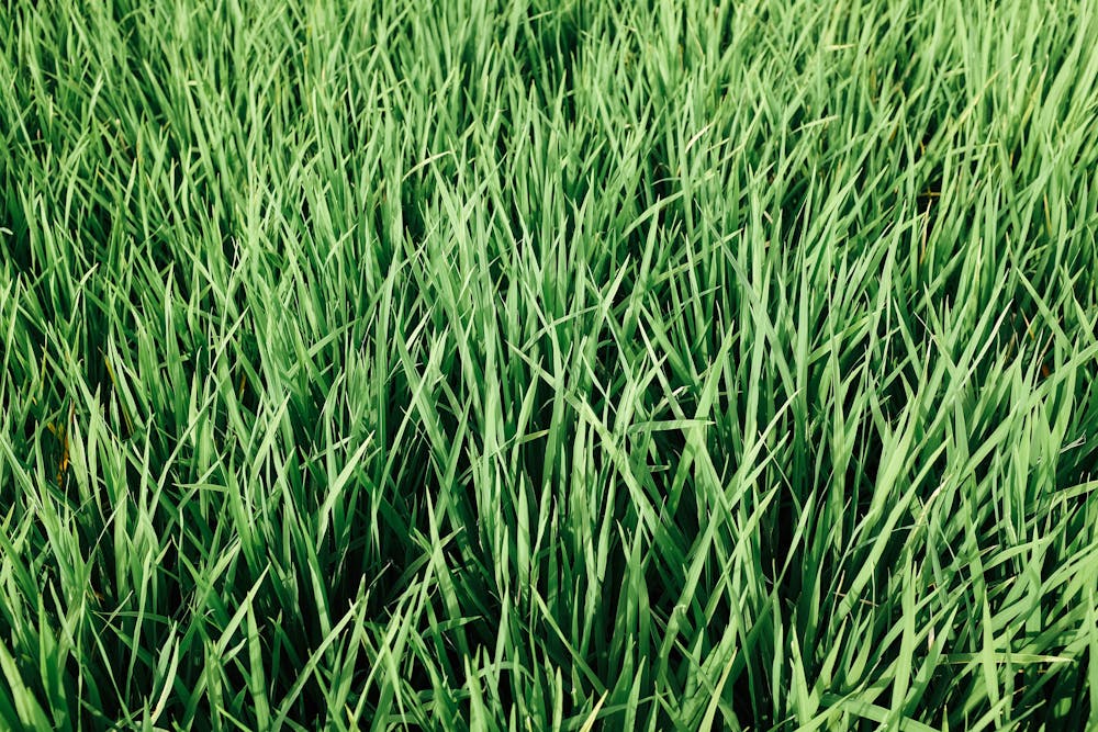 Wheatgrass: A Nutrient-Dense Shot of Green Goodness