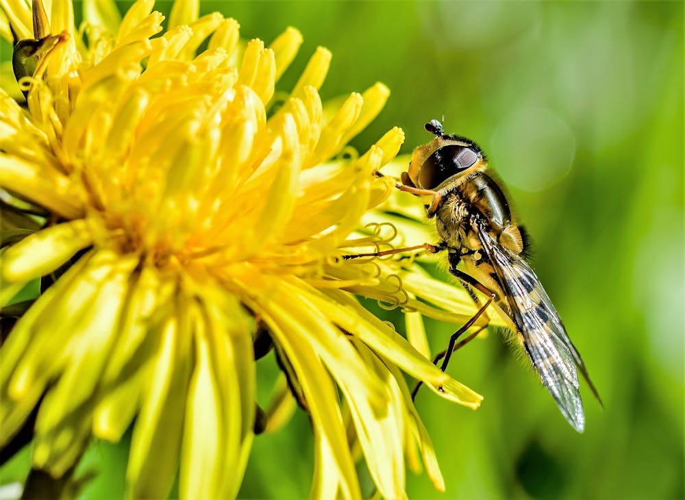 Bee Pollen: Nature's Multivitamin