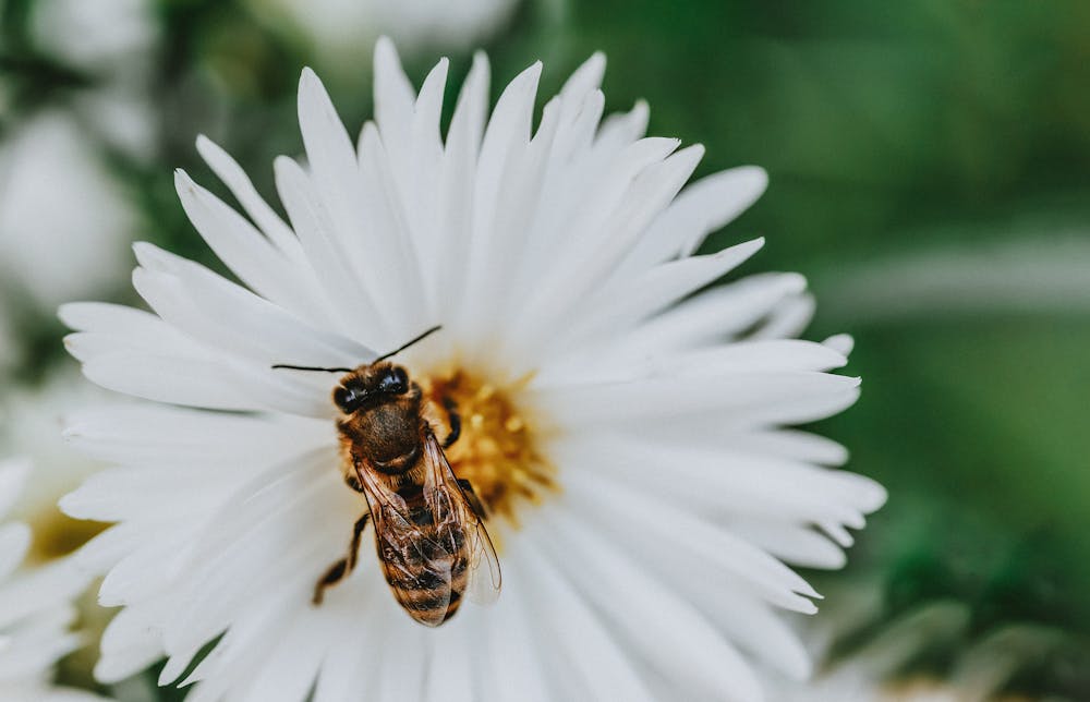 Bee Pollen: Nature's Multivitamin