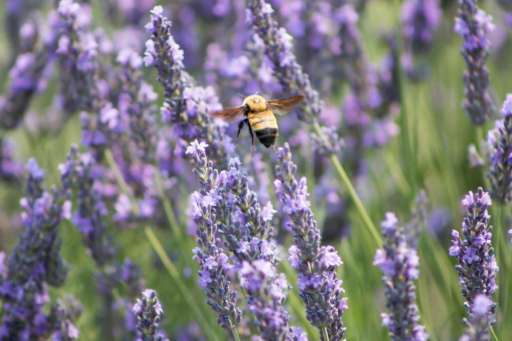 Bee Pollen: Nature's Multivitamin