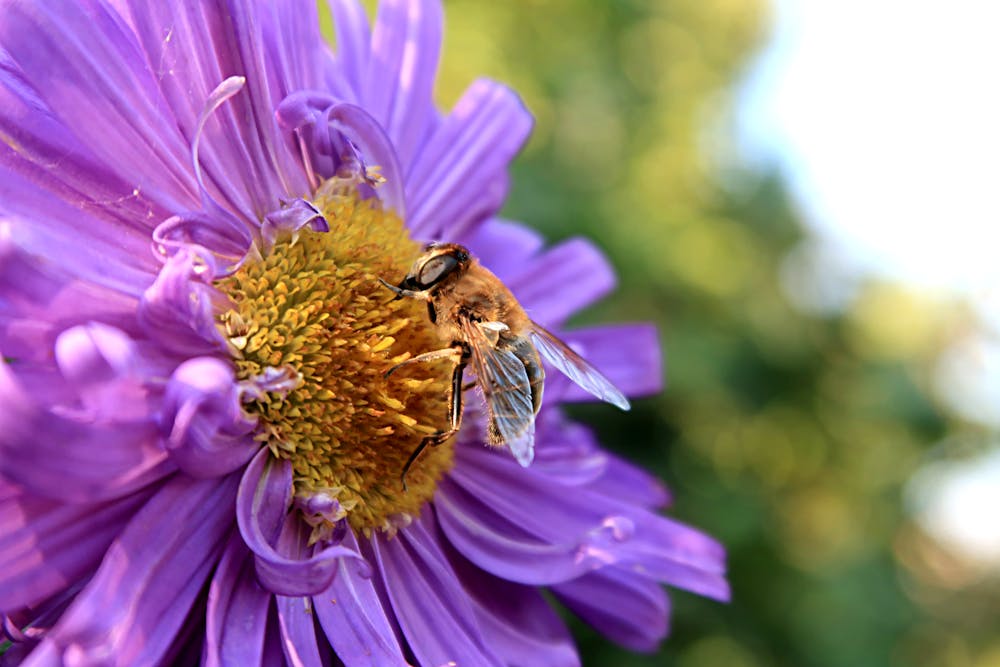 Bee Pollen: Nature's Multivitamin