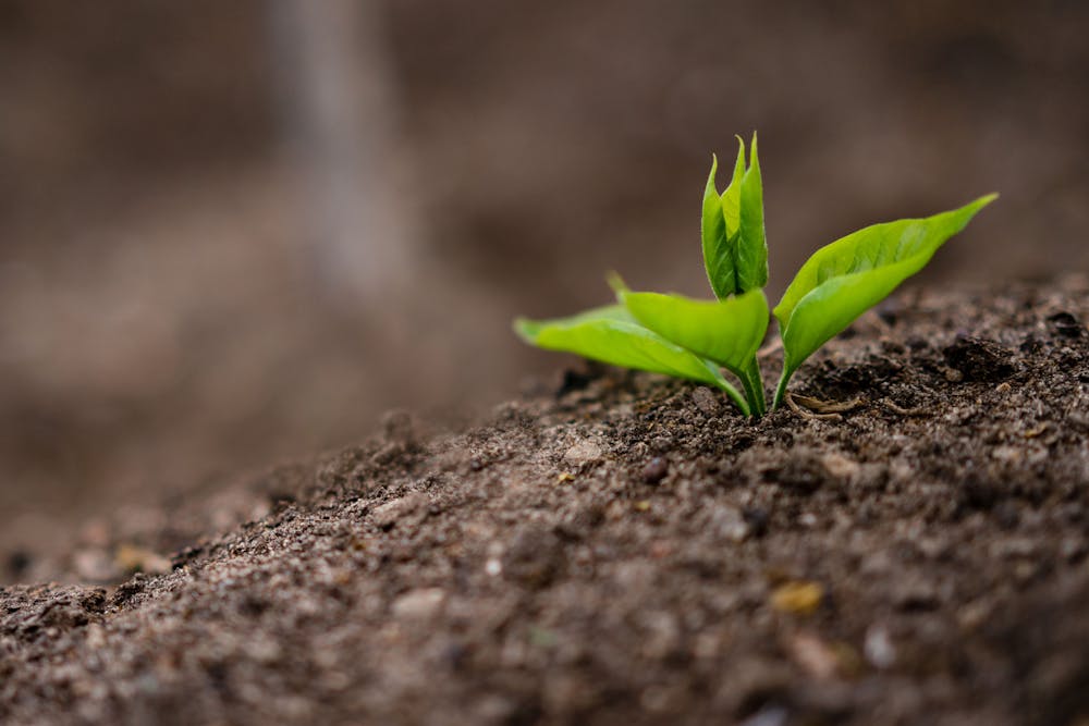 Chia Seeds: Tiny Seeds with Big Health Benefits